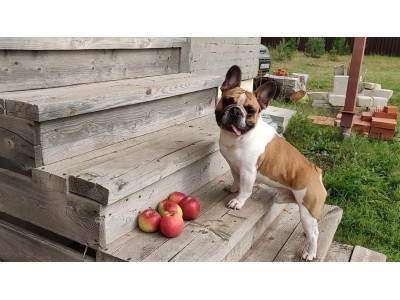 An Apple a Day: Exploring the Tasty Relationship Between French Bulldogs and Apples